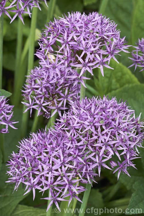 Allium 'Lucy. Ball' (<i>Allium hollandicum x Allium macleanii</i>), a hybrid ornamental onion with large, showy flowerheads on stems up to 1m tall. The flowers appear form late spring. allium-2045htm'>Allium.