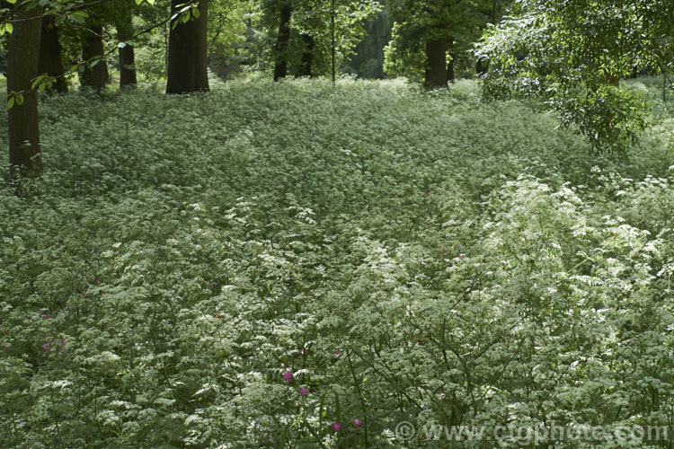 Cow. Parsley (<i>Anthriscus sylvestris</i>), a woodland annual or short-lived perennial usually seen growing as a roadside weed. Originally native to Europe, western Asia and North Africa, it has now naturalised in many temperate areas. It is seldom a serious weed of cultivated ground. anthriscus-2194htm'>Anthriscus.