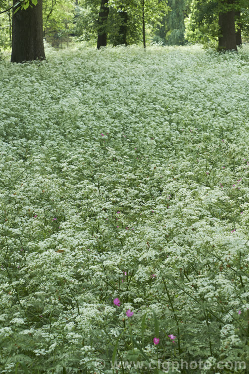 Cow. Parsley (<i>Anthriscus sylvestris</i>), a woodland annual or short-lived perennial usually seen growing as a roadside weed. Originally native to Europe, western Asia and North Africa, it has now naturalised in many temperate areas. It is seldom a serious weed of cultivated ground. anthriscus-2194htm'>Anthriscus.