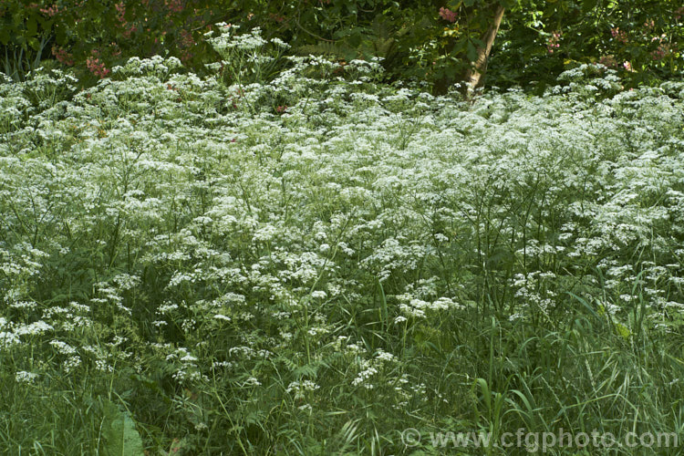 Cow. Parsley (<i>Anthriscus sylvestris</i>), a woodland annual or short-lived perennial usually seen growing as a roadside weed. Originally native to Europe, western Asia and North Africa, it has now naturalised in many temperate areas. It is seldom a serious weed of cultivated ground. anthriscus-2194htm'>Anthriscus.