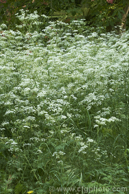 Cow. Parsley (<i>Anthriscus sylvestris</i>), a woodland annual or short-lived perennial usually seen growing as a roadside weed. Originally native to Europe, western Asia and North Africa, it has now naturalised in many temperate areas. It is seldom a serious weed of cultivated ground. anthriscus-2194htm'>Anthriscus.