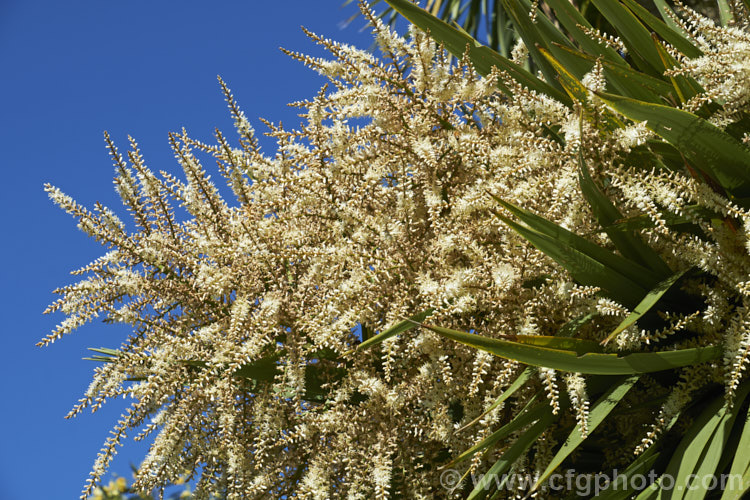 Cabbage Tree (<i>Cordyline australis</i>) with opening flower head. This is the most common of several similar agave-like perennials and is endemic to New Zealand Inflorescences of cream flowers open in spring are followed in autumn by similarly coloured berry-like fruit. It is sometimes used as a substitute for palm trees in cool climates and for that reason is sometimes known as Cornish. Palm, though it does not come from Cornwall and is not a palm.