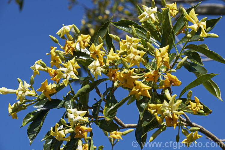 Australian Frangipani (<i>Hymenosporum flavum</i>), an evergreen spring- to summer-flowering tree up to 10m tall. The flowers are scented and open white then age to yellow. It occurs naturally on theAustralia's east coast from northern New South Wales to the far north. hymenosporum-3040htm'>Hymenosporum. Order: Apiales, Family: Pittosporaceae