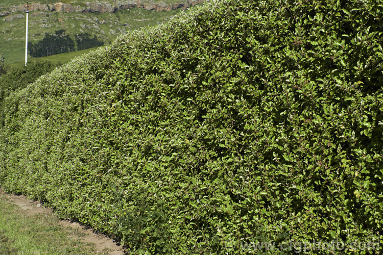 A hedge of Akiraho (<i>Olearia paniculata</i>), a 2-6m tall evergreen shrub native to New Zealand. The clusters of tiny flowers shown here open in autumn and are very fragrant. This species is a popular hedging plant. Order: Asterales, Family: Asteraceae