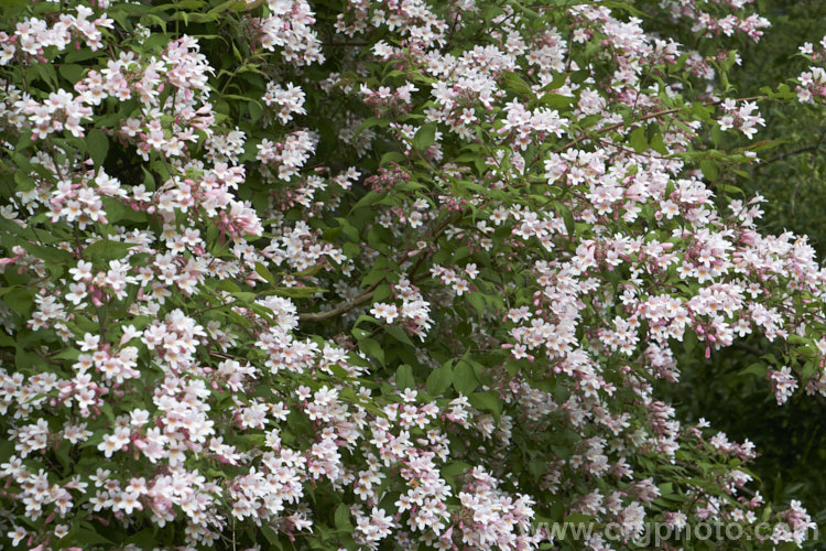 Beauty Bush (<i>Linnaea amabilis [syn. Kolkwitzia amabilis]), a 2-35m tall, deciduous, spring- to early summer-flowering shrub native to central China. It is similar to Weigela and the two genera are closely related, both members of the honeysuckle family (<i>Caprifoliaceae</i>). Order: Dipsacales, Family: Caprifoliaceae