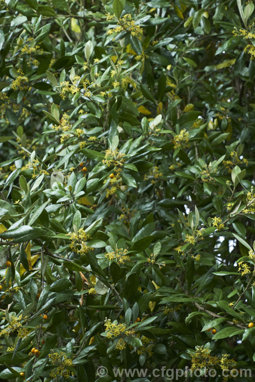 Chatham Island Corokia (<i>Corokia macrocarpa</i>), an evergreen shrub or small tree up to 6m tall It is native to the Chatham Islands of the eastern coast of New Zealand and is larger in all respects that the mainland species. The upper surface of the leaf is quite glossy. Order: Asterales, Family: Argophyllaceae