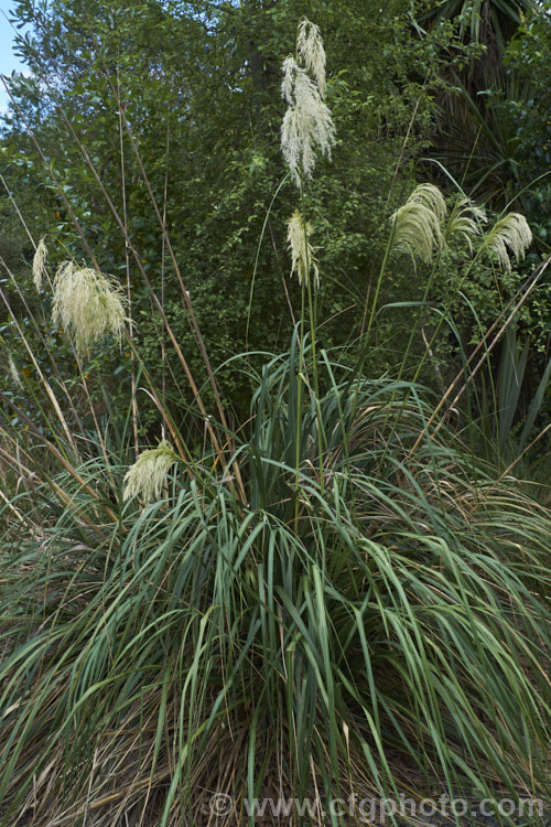 Toe. Toe (<i>Austroderia richardii [syn. Cortaderia richardii]), a 2-3m tall grass native to New Zealand It is superficially similar to the South American pampas grass (<i>Cortaderia selloana</i>) but has narrower leaves and less densely packed flower plumes. austroderia-3545htm'>Austroderia. .