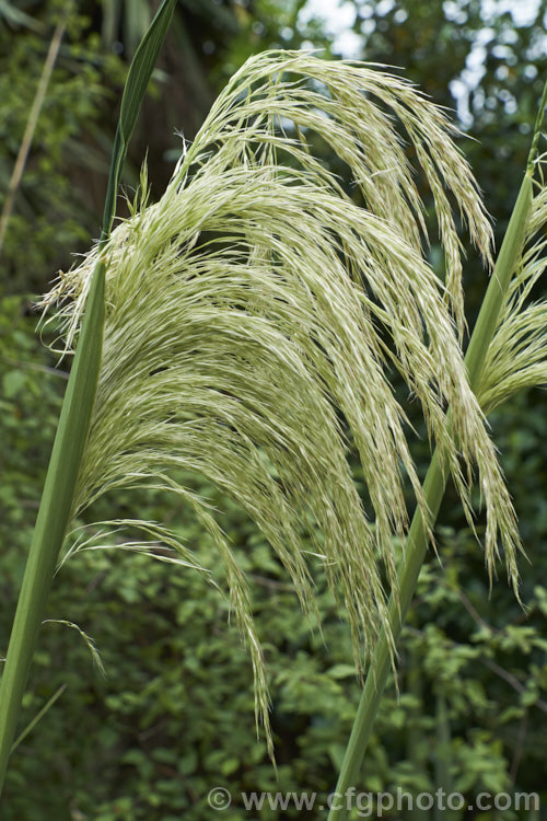 Toe. Toe (<i>Austroderia richardii [syn. Cortaderia richardii]), a 2-3m tall grass native to New Zealand It is superficially similar to the South American pampas grass (<i>Cortaderia selloana</i>) but has narrower leaves and less densely packed flower plumes. austroderia-3545htm'>Austroderia. .