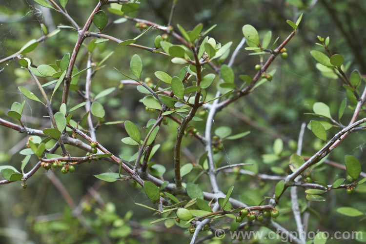 Mountain Wineberry or Shrubby Wineberry (<i>Aristotelia fruticosa</i>), a small-leaved, 2m tall, divaricating shrub with tiny pink flowers that are followed by fruits, the colour of which ranges from very pale pink to red. It is a New Zealand native and occurs naturally through much of the country. Order: Oxidales, Family: Elaeocarpaceae