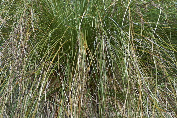 Purei (<i>Carex secta</i>), a New Zealand sedge that gradually raises itself to around 12m high on a trunk-like mound of old roots. Usually found in damp areas. It is still sometimes known by its common 19th century name: niggerhead. Order: Poales, Family: Cyperaceae