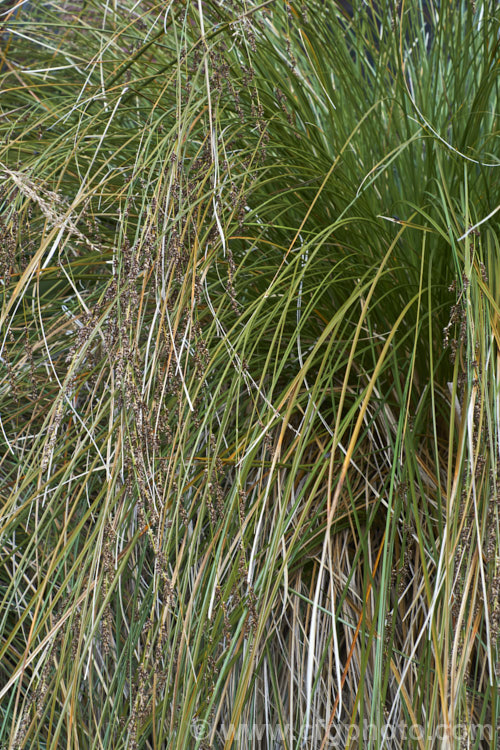 Purei (<i>Carex secta</i>), a New Zealand sedge that gradually raises itself to around 12m high on a trunk-like mound of old roots. Usually found in damp areas. It is still sometimes known by its common 19th century name: niggerhead. Order: Poales, Family: Cyperaceae