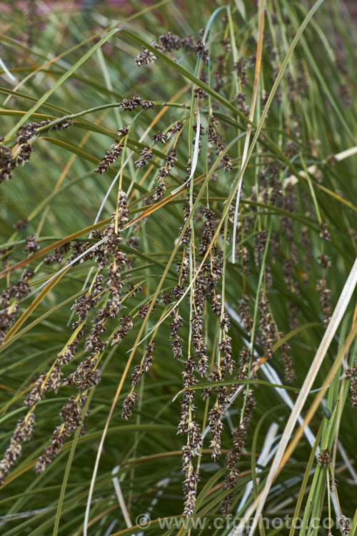 Purei (<i>Carex secta</i>), a New Zealand sedge that gradually raises itself to around 12m high on a trunk-like mound of old roots. Usually found in damp areas. It is still sometimes known by its common 19th century name: niggerhead. Order: Poales, Family: Cyperaceae