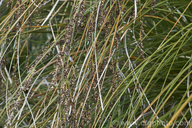 Purei (<i>Carex secta</i>), a New Zealand sedge that gradually raises itself to around 12m high on a trunk-like mound of old roots. Usually found in damp areas. It is still sometimes known by its common 19th century name: niggerhead. Order: Poales, Family: Cyperaceae