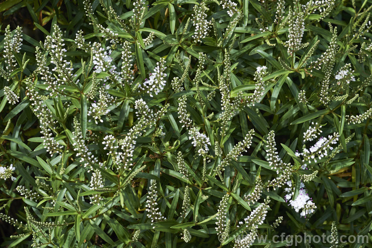 Banks. Peninsula. Hebe (<i>Veronica strictissima [syn. Hebe strictissima]), a summer-flowering, evergreen shrub, around 1m high x 1.5m wide, that is endemic to Banks. Peninsula on the east coast of New Zealand's South Island