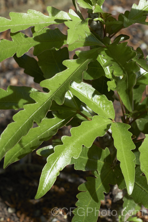 The foliage of a young Raukawa (<i>Raukaua edgerleyi [syn. Pseudopanax edgerleyi]), an evergreen shrub or small tree native to New Zealand and often an epiphyte when young. Its lustrous, aromatic foliage is variable in shape, often trifoliate and toothed when young but maturing to a simple, smooth-edged leaf, sometimes with small teeth along the midrib. Small greenish white flowers develop into similarly coloured fruits