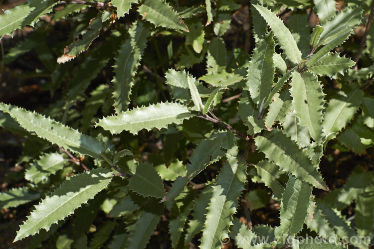 Mountain Holly (<i>Olearia ilicifolia</i>), an evergreen, summer-flowering shrub native found over much of New Zealand from East Cape southwards, from sea level to 1200m. It can grow to as much as 45m tall but is usually considerably smaller. The foliage is similar to that of Olearia x macrodonta, but has only a thin indumentum and the toothed edges are more regular and even. Order: Asterales, Family: Asteraceae