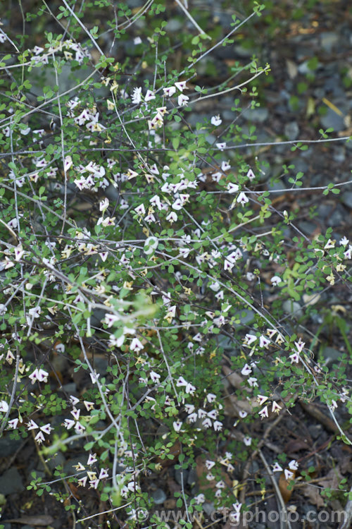 Climbing Broom (<i>Carmichaelia kirkii</i>), a scrambling semi-climbing late spring- to summer-flowering shrub native to the drier parts of the eastern South Island of New Zealand where it has a scattered distribution. Unlike most of the New Zealand brooms it carries small leaves through much of the year. Order: Fabales, Family: Fabaceae