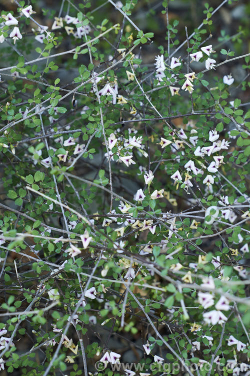 Climbing Broom (<i>Carmichaelia kirkii</i>), a scrambling semi-climbing late spring- to summer-flowering shrub native to the drier parts of the eastern South Island of New Zealand where it has a scattered distribution. Unlike most of the New Zealand brooms it carries small leaves through much of the year. Order: Fabales, Family: Fabaceae