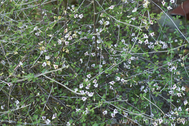 Climbing Broom (<i>Carmichaelia kirkii</i>), a scrambling semi-climbing late spring- to summer-flowering shrub native to the drier parts of the eastern South Island of New Zealand where it has a scattered distribution. Unlike most of the New Zealand brooms it carries small leaves through much of the year. Order: Fabales, Family: Fabaceae