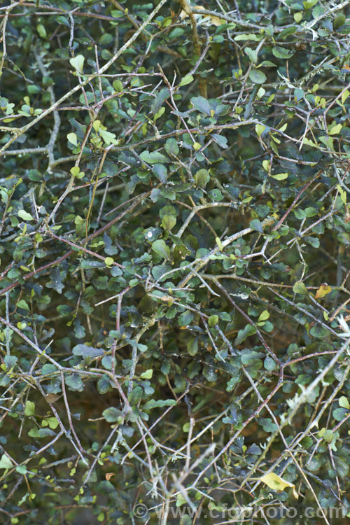 A juvenile. Pokaka (<i>Elaeocarpus hookerianus</i>), an evergreen 6-14m high spring-flowering tree native to New Zealand Its foliage passes through several stages before reaching the adult toothed phase. elaeocarpus-2062htm'>Elaeocarpus. <a href='elaeocarpaceae-plant-family-photoshtml'>Elaeocarpaceae</a>.