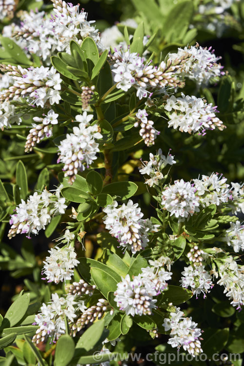 Veronica (syn. Hebe</i>) 'Wiri. Mist' (<i>Veronica albicans x Veronica diosmifolia</i>), one of the Wiri series of hybrid cultivars raised by Auckland. Botanic. Gardens' curator. Jack. Hobbs. It is low-growing, compact and heavy-flowering, opening from late spring