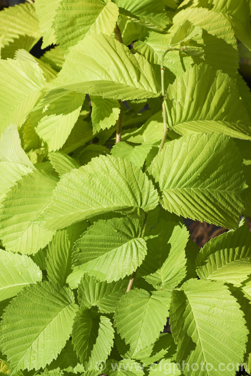The late spring foliage of the Golden Wych Elm (<i>Ulmus glabra 'Lutescens'), a cultivar of the Scotch Elm or Wych Elm that has soft buttery yellow spring foliage that matures to bright yellow (lime green where shaded</i>) before turning golden in autumn. It grows to around 15m tall, with a slightly wider spread. It is quite easily confused with the Golden Elm (<i>Ulmus procera 'Louis van Houtte'), but has larger, softer leaves. Order: Rosales, Family: Ulmaceae