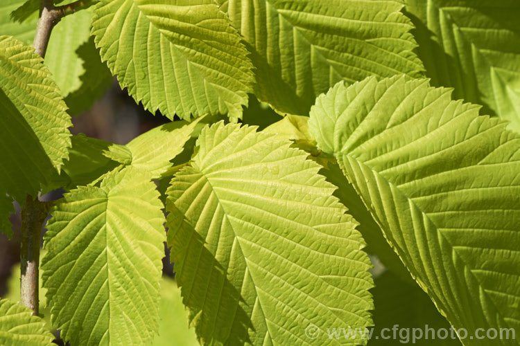 The late spring foliage of the Golden Wych Elm (<i>Ulmus glabra 'Lutescens'), a cultivar of the Scotch Elm or Wych Elm that has soft buttery yellow spring foliage that matures to bright yellow (lime green where shaded</i>) before turning golden in autumn. It grows to around 15m tall, with a slightly wider spread. It is quite easily confused with the Golden Elm (<i>Ulmus procera 'Louis van Houtte'), but has larger, softer leaves. Order: Rosales, Family: Ulmaceae