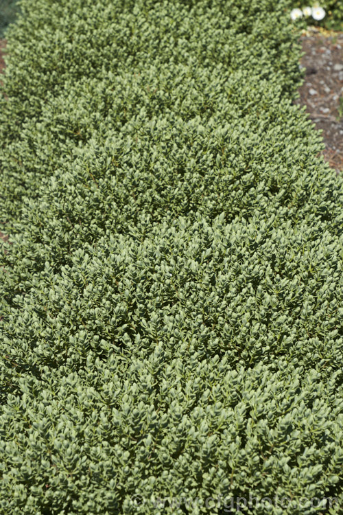 Veronica topiaria (syn. Hebe topiaria</i>), an evergreen 70cm-12m tall shrub found in New Zealand from Nelson to North Canterbury in the South Island It has grey-green foliage and small heads of white flowers, mainly in summer. As the name topiaria suggests, it forms a dense hummock of foliage like a natural topiary and is sometimes used for hedging
