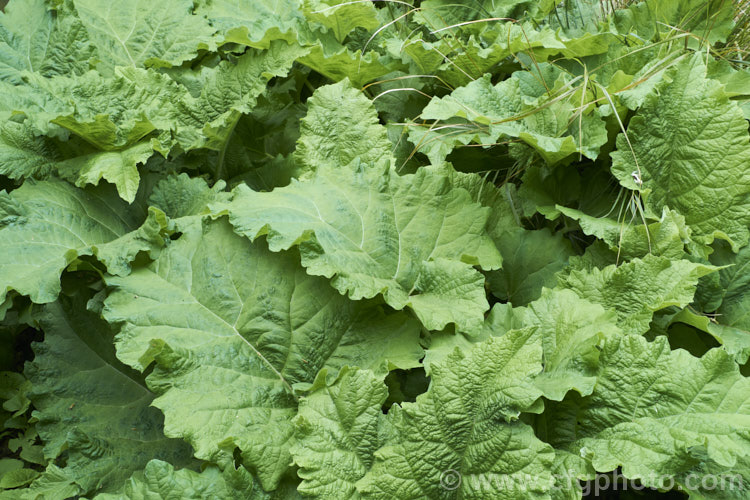 The young foliage of Great Burdock or Giant Burdock (<i>Arctium lappa</i>), a 15-18m high Eurasian biennial considered to be a weed, although it is widely used as a medicinal herb, primarily for skin diseases. It also has edible leaves. Order: Asterales, Family: Asteraceae