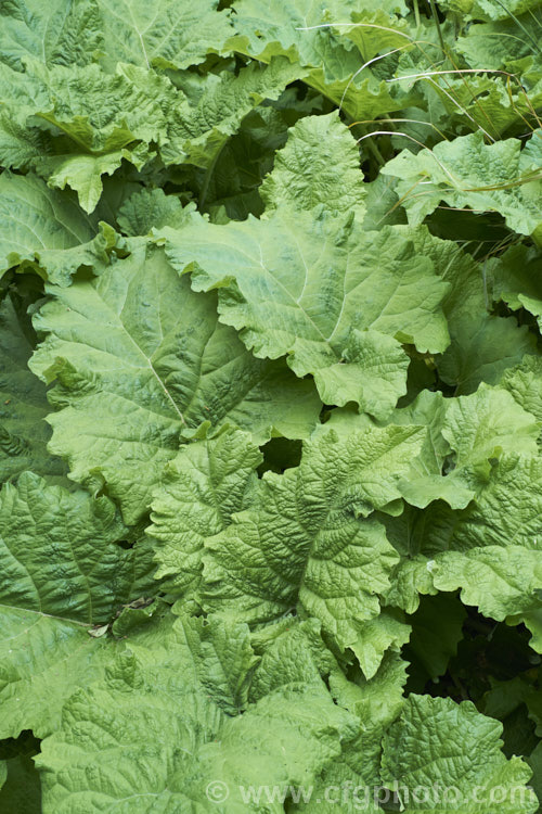 The young foliage of Great Burdock or Giant Burdock (<i>Arctium lappa</i>), a 15-18m high Eurasian biennial considered to be a weed, although it is widely used as a medicinal herb, primarily for skin diseases. It also has edible leaves. Order: Asterales, Family: Asteraceae