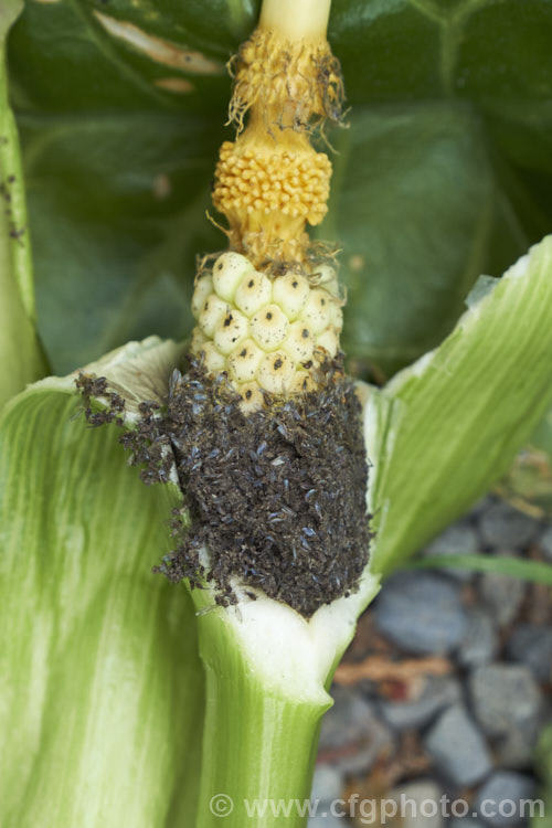 The exposed interior of an Arum italicum flowerhead, showing a solid ball of tiny midges that have been attracted to the flowerhead and then died while trying to escape from it. In so doing, the midges pollinate the flowerhead. arum-2367htm'>Arum.