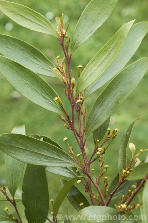 Scrub. Beefwood (<i>Stenocarpus salignus</i>) with flower buds. This spring- to summer-flowering, 20-30m tall, evergreen tree is native to eastern Australia and is a member of the protea family (<i>Proteaceae</i>). stenocarpus-2527htm'>Stenocarpus.