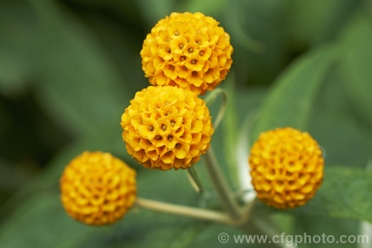 Orange Ball. Tree (<i>Buddleja globosa</i>), a near-evergreen, 4-6m tall shrub or small tree native to Chile and Argentina. Its small spherical flowerheads open from mid- to late spring. buddleja-2053htm'>Buddleja. <a href='scrophulariaceae-plant-family-photoshtml'>Scrophulariaceae</a>.