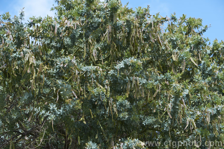 Cootamundra Wattle (<i>Acacia baileyana</i>), a bushy 5-8m tall tree native to south-eastern Australia. One of the most widely cultivated wattles, its flowers open from mid-winter and last well into spring. The ferny, silver-grey foliage is very distinctive. Order: Fabales, Family: Fabaceae