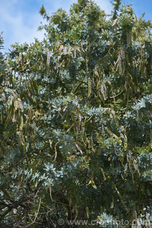 Cootamundra Wattle (<i>Acacia baileyana</i>), a bushy 5-8m tall tree native to south-eastern Australia. One of the most widely cultivated wattles, its flowers open from mid-winter and last well into spring. The ferny, silver-grey foliage is very distinctive. Order: Fabales, Family: Fabaceae