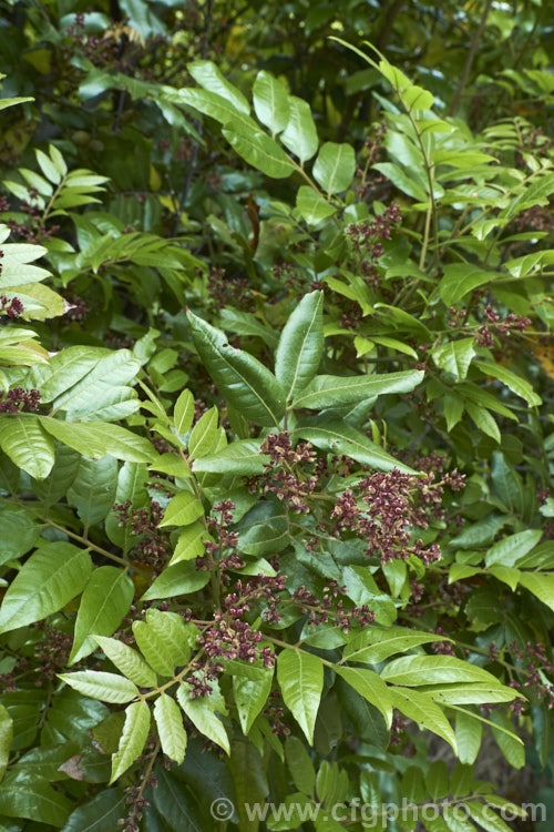 Titoki or New Zealand Oak (<i>Alectryon excelsus</i>) in flower. This evergreen tree grows up to 9m tall and is found in New Zealand from North Cape in the north to Banks. Peninsula and Westport in the south. It sprays of small red flowers are not conspicuous but are followed by rusty brown capsule that open when ripe to reveal a jet-black seed on a bright red aril. alectryon-2250htm'>Alectryon. <a href='sapindaceae-plant-family-photoshtml'>Sapindaceae</a>.