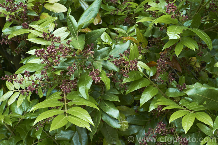 Titoki or New Zealand Oak (<i>Alectryon excelsus</i>) in flower. This evergreen tree grows up to 9m tall and is found in New Zealand from North Cape in the north to Banks. Peninsula and Westport in the south. It sprays of small red flowers are not conspicuous but are followed by rusty brown capsule that open when ripe to reveal a jet-black seed on a bright red aril. alectryon-2250htm'>Alectryon. <a href='sapindaceae-plant-family-photoshtml'>Sapindaceae</a>.