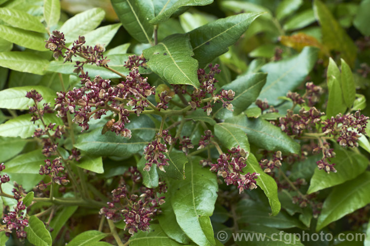 Titoki or New Zealand Oak (<i>Alectryon excelsus</i>) in flower. This evergreen tree grows up to 9m tall and is found in New Zealand from North Cape in the north to Banks. Peninsula and Westport in the south. It sprays of small red flowers are not conspicuous but are followed by rusty brown capsule that open when ripe to reveal a jet-black seed on a bright red aril. alectryon-2250htm'>Alectryon. <a href='sapindaceae-plant-family-photoshtml'>Sapindaceae</a>.