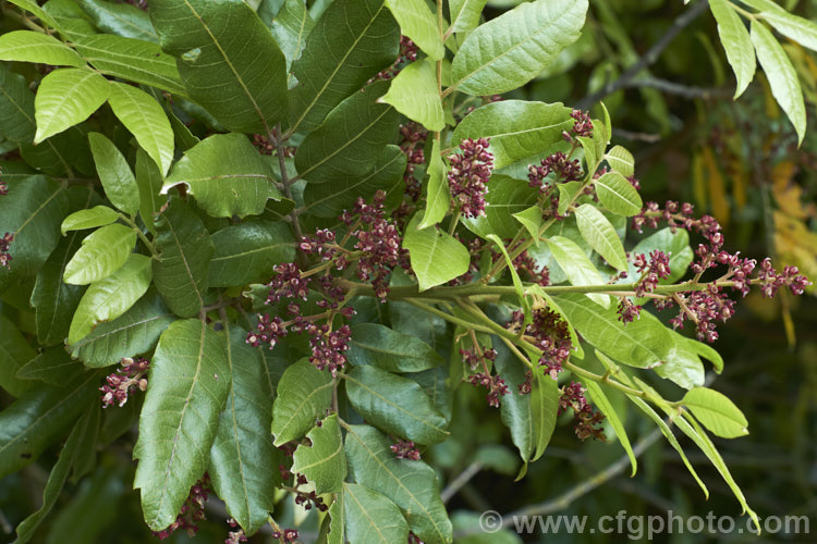 Titoki or New Zealand Oak (<i>Alectryon excelsus</i>) in flower. This evergreen tree grows up to 9m tall and is found in New Zealand from North Cape in the north to Banks. Peninsula and Westport in the south. It sprays of small red flowers are not conspicuous but are followed by rusty brown capsule that open when ripe to reveal a jet-black seed on a bright red aril. alectryon-2250htm'>Alectryon. <a href='sapindaceae-plant-family-photoshtml'>Sapindaceae</a>.