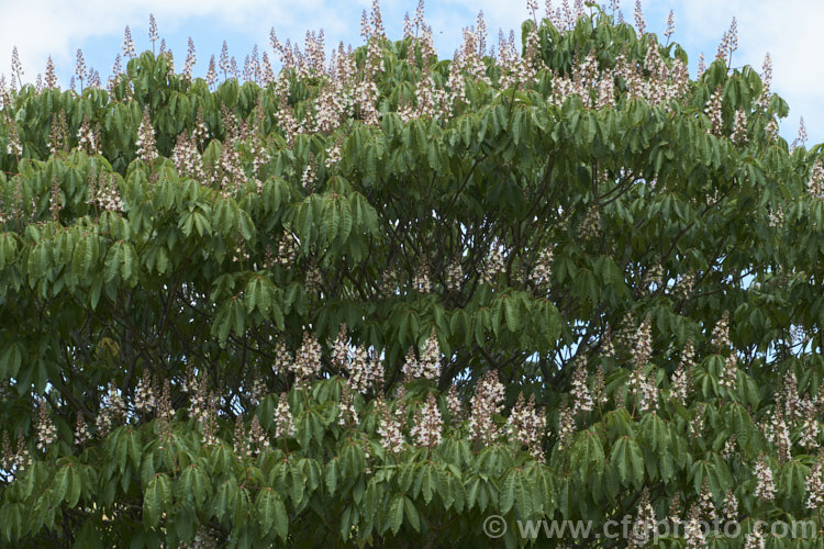 Indian Horse Chestnut (<i>Aesculus indica</i>), a northeastern Himalayan, spring-flowering, deciduous tree up to 30m tall. The seed capsules are smooth and contain black-brown nuts. Order Sapindales, Family: Sapindaceae