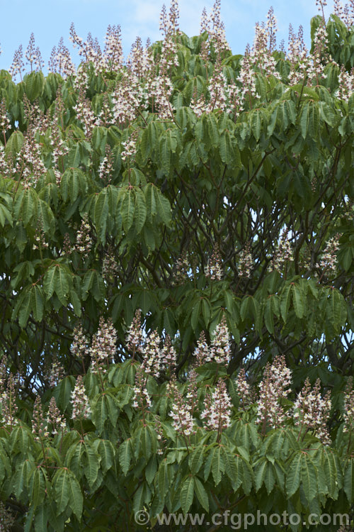 Indian Horse Chestnut (<i>Aesculus indica</i>), a northeastern Himalayan, spring-flowering, deciduous tree up to 30m tall. The seed capsules are smooth and contain black-brown nuts. Order Sapindales, Family: Sapindaceae