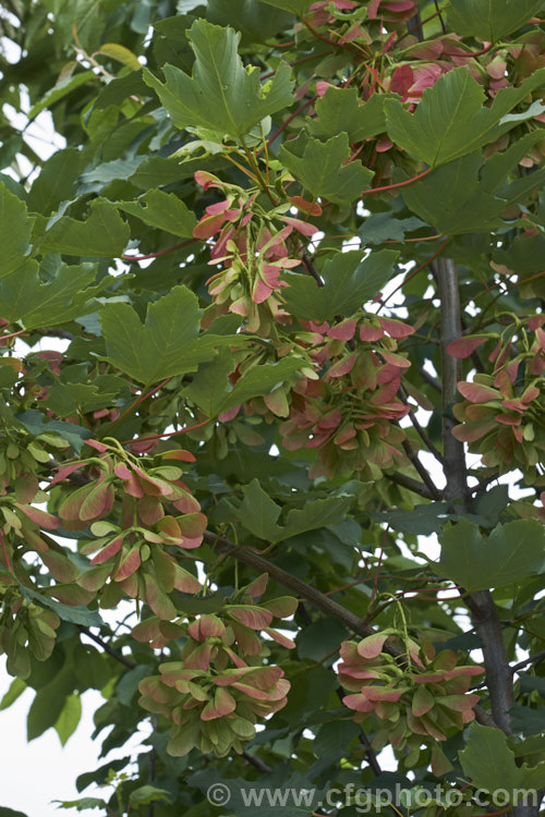 The ripening samara of the Norway Maple (<i>Acer platanoides</i>), a deciduous 30m tree found in northern Europe and the Caucasus and naturalised in North America. Order: Sapindales, Family: Sapindaceae