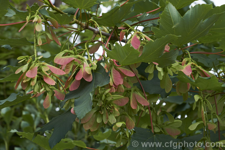 The ripening samara of the Norway Maple (<i>Acer platanoides</i>), a deciduous 30m tree found in northern Europe and the Caucasus and naturalised in North America. Order: Sapindales, Family: Sapindaceae