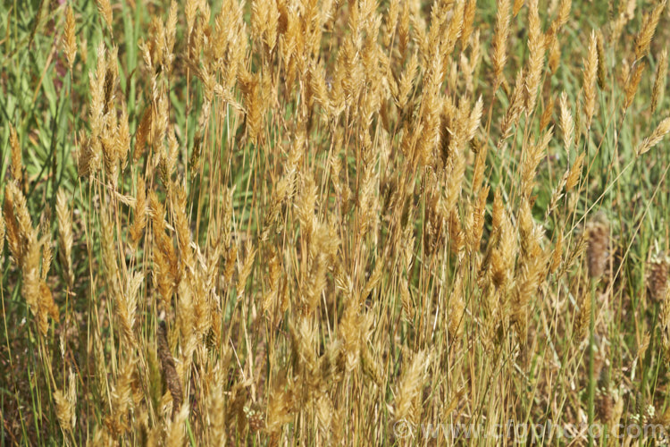 Sweet Vernal, Holy. Grass, Buffalo. Grass or Vanilla. Grass (<i>Anthoxanthum odoratum</i>), a short-lived perennial Eurasian grass that is now well-established in many temperate areas. Its flower stems are up to 50cm and have usually dried of by early summer, when they turn a golden colour. It is cultivated as a lawn grass and emits a vanilla scent when cut. anthoxanthum-3625htm'>Anthoxanthum. .