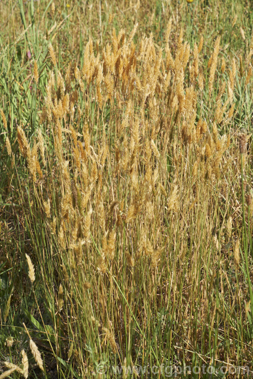 Sweet Vernal, Holy. Grass, Buffalo. Grass or Vanilla. Grass (<i>Anthoxanthum odoratum</i>), a short-lived perennial Eurasian grass that is now well-established in many temperate areas. Its flower stems are up to 50cm and have usually dried of by early summer, when they turn a golden colour. It is cultivated as a lawn grass and emits a vanilla scent when cut. anthoxanthum-3625htm'>Anthoxanthum. .