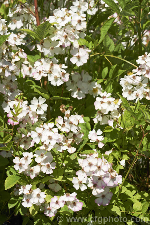 Rosa multiflora (syn. Rosa polyantha</i>), a vigorous, near-thornless and often near evergreen rose native to Japan, Korea and nearby parts of China. Rosa multiflora is not widely cultivated for its own sake but is one of the most popular rootstocks on which to bud hybrid roses. However, it can be invasive and is considered a noxious weed in some areas. Order: Rosales, Family: Rosaceae