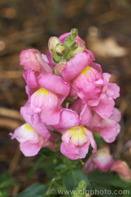 One of the many flower colours among garden snapdragons (<i>Antirrhinum hybrids</i>). These colourful annuals are hardy and easy to grow but often suffer from fungal rust diseases. antirrhinum-2344htm'>Antirrhinum. <a href='plantaginaceae-plant-family-photoshtml'>Plantaginaceae</a>.