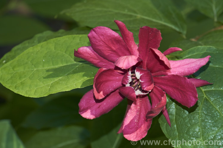 Calycanthus 'Aphrodite', a hybrid between Calycanthus floridus x Sinocalycanthus chinensis (syn. Calycanthus chinensis</i>) and Calycanthus occidentalis. Its flowers are a lighter burgundy shade than Calycanthus floridus, are scented and have pale-tipped central petals. calycanthus-2631htm'>Calycanthus. <a href='calycanthaceae-plant-family-photoshtml'>Calycanthaceae</a>.