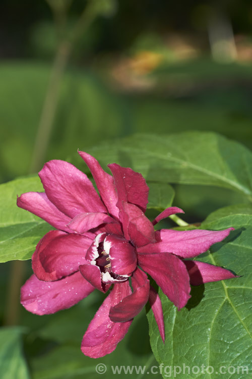 Calycanthus 'Aphrodite', a hybrid between Calycanthus floridus x Sinocalycanthus chinensis (syn. Calycanthus chinensis</i>) and Calycanthus occidentalis. Its flowers are a lighter burgundy shade than Calycanthus floridus, are scented and have pale-tipped central petals. calycanthus-2631htm'>Calycanthus. <a href='calycanthaceae-plant-family-photoshtml'>Calycanthaceae</a>.