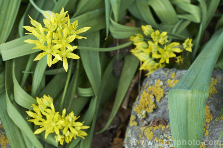 Oak. Creek. Triteleia or Lemmon's Star (<i>Triteleia lemmoniae</i>), a late spring- to early summer-flowering cormous perennial. This species is native to Arizona, where it occurs at elevations from 1500-2100m. The flower do not usually have striping. triteleia-2025htm'>Triteleia.